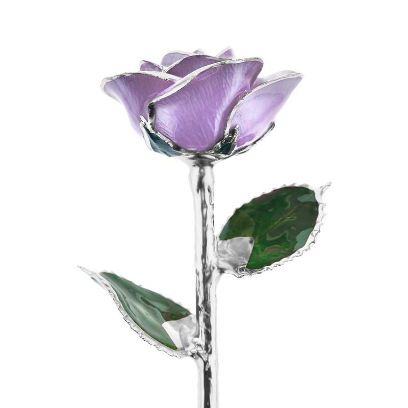 Sweet Love Platinum Rose