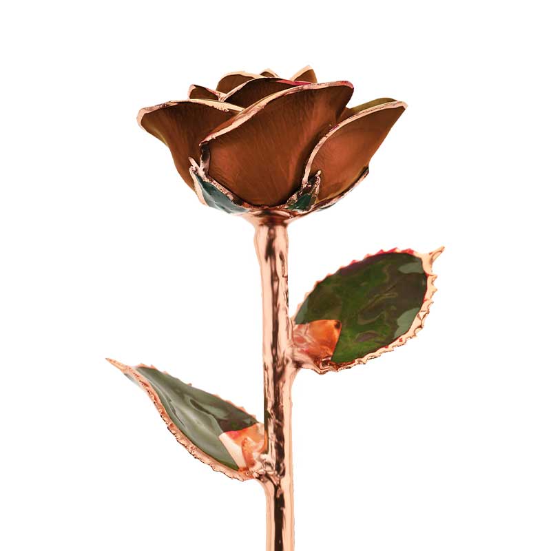 Chocolate Kiss Rose Gold Dipped Rose