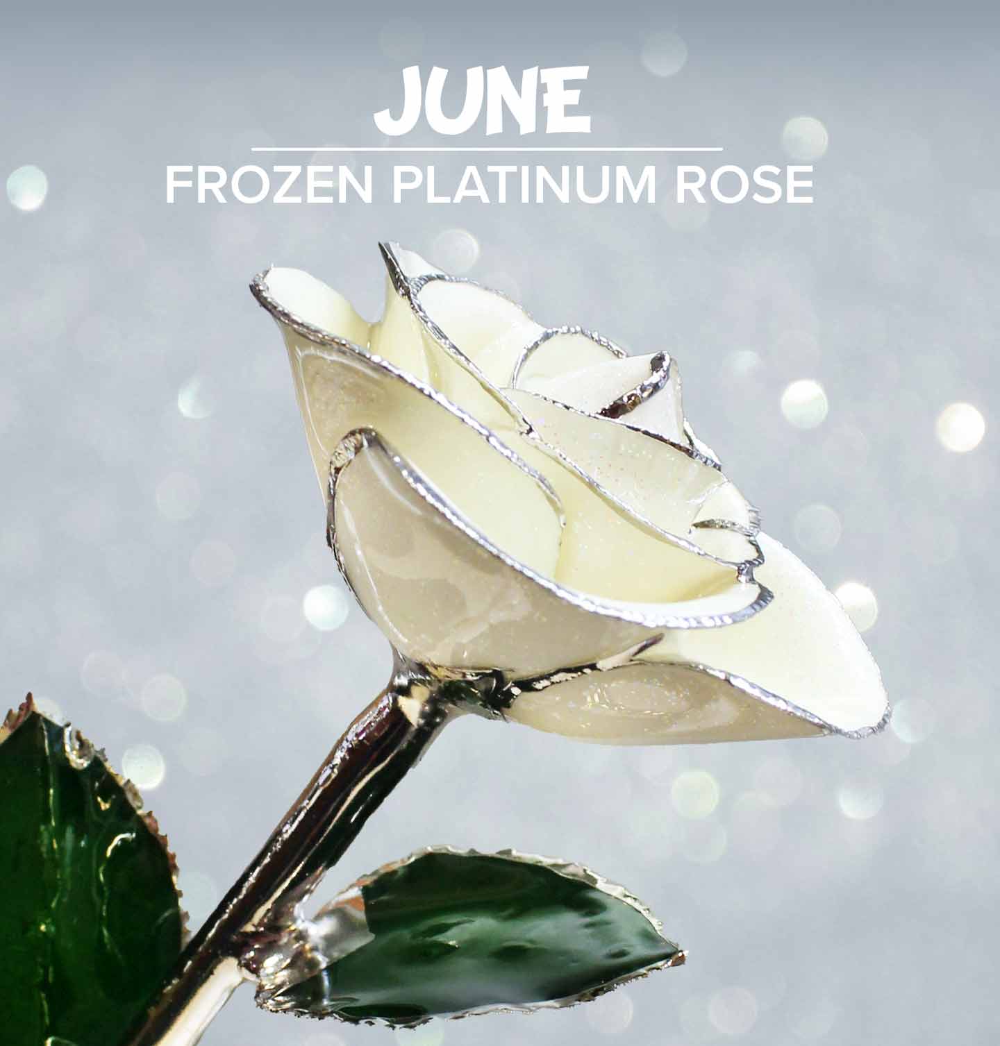 Our birthstone rose for June is our Frozen Platinum Dipped Rose.
