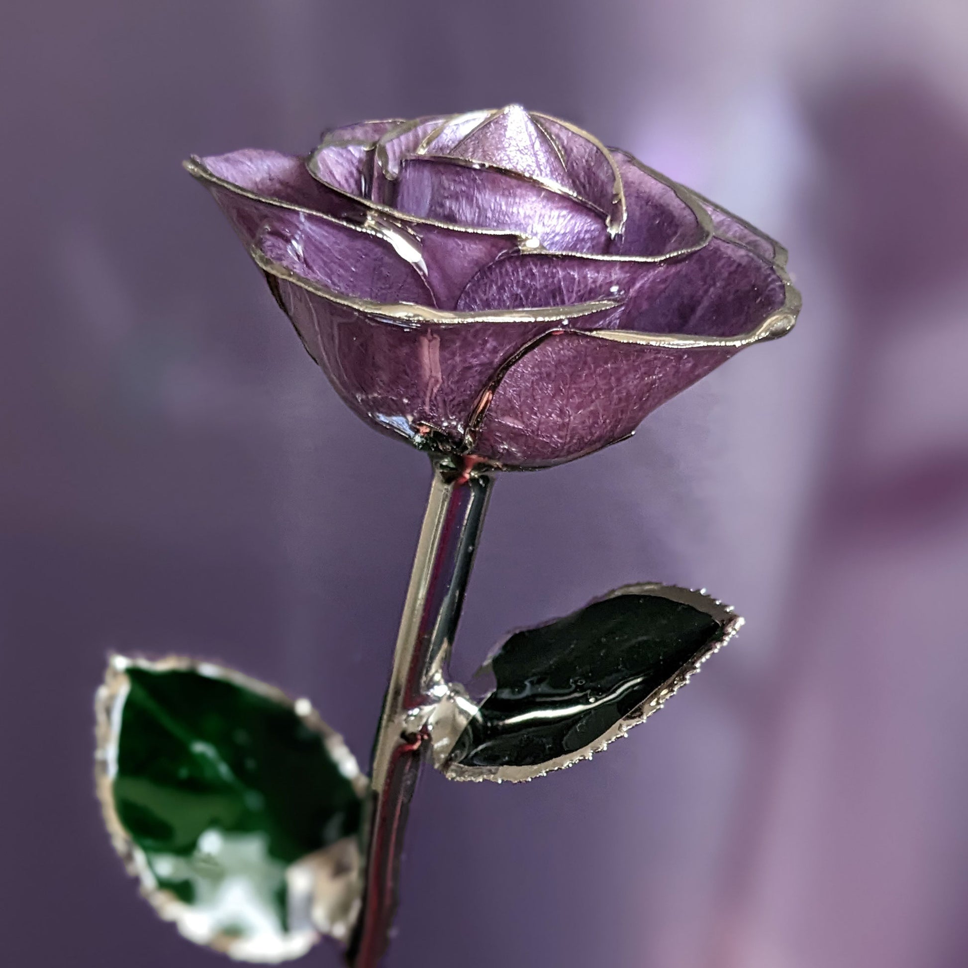 Sweet Love Platinum Rose