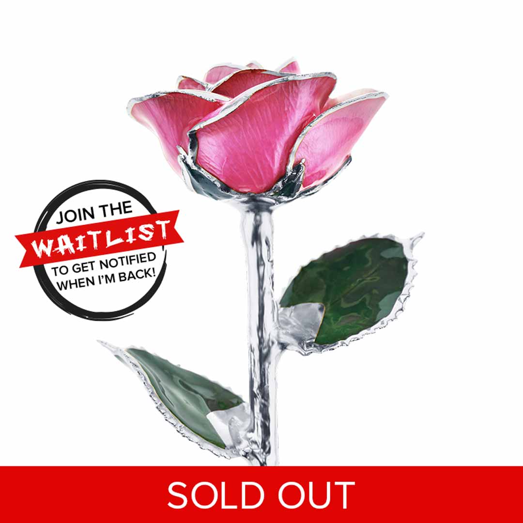 Platinum Princess Pink Rose