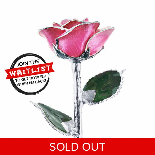 Platinum Princess Pink Rose