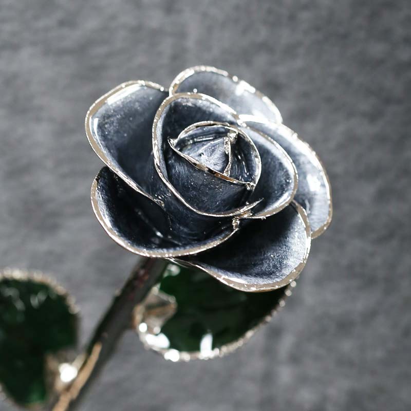 Stardust Gray Platinum Rose