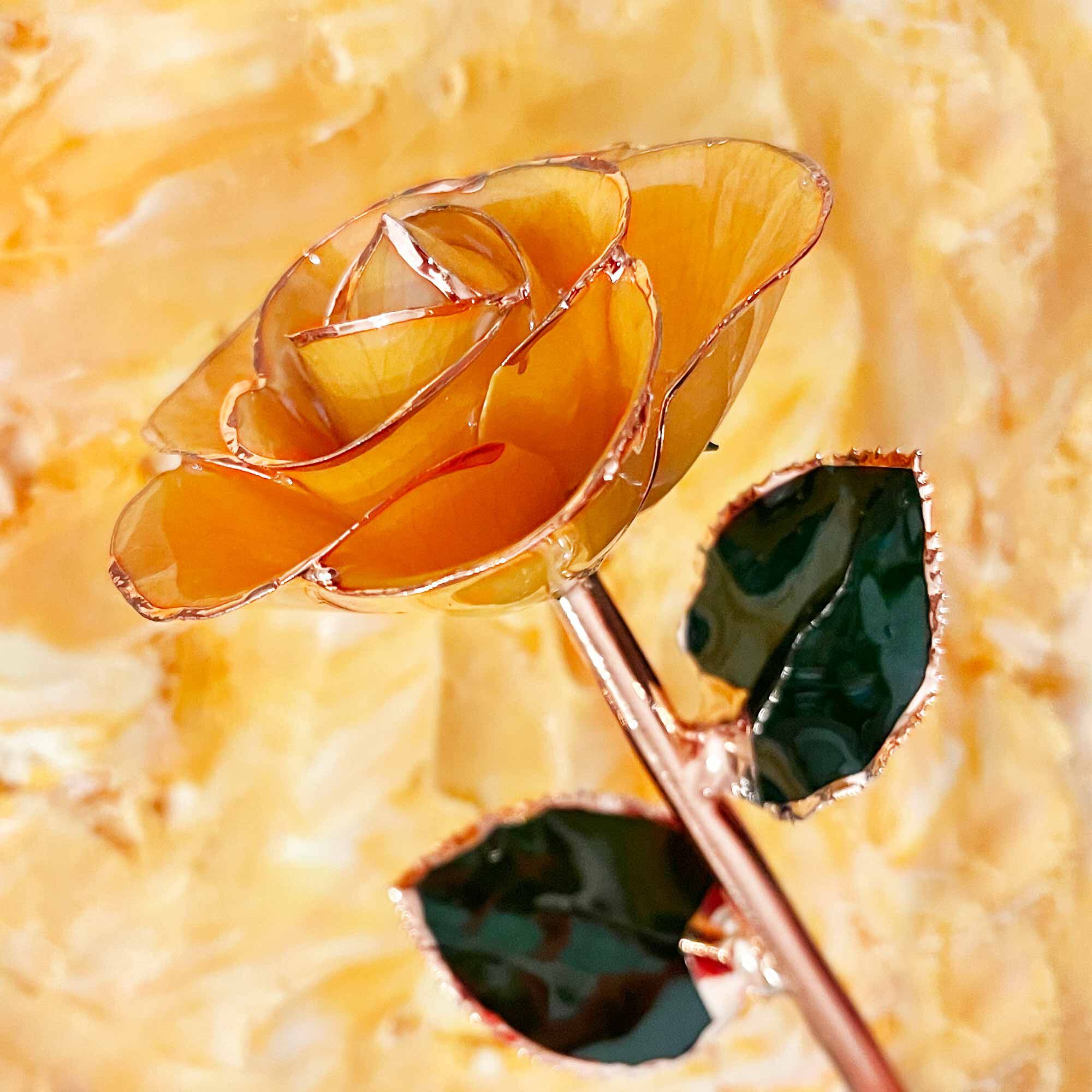 Creamsicle Rose Gold Dipped Rose