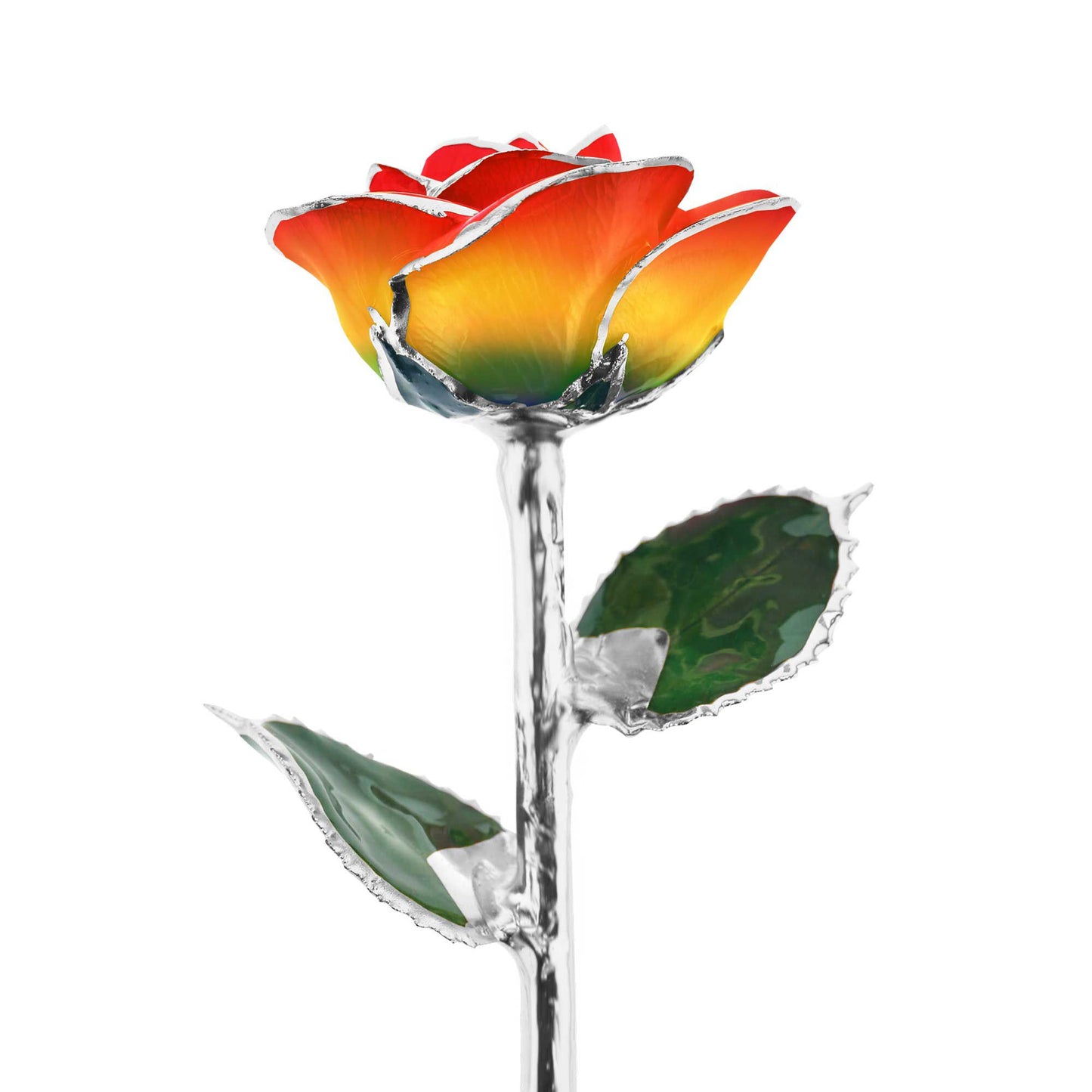 Platinum Rainbow Rose