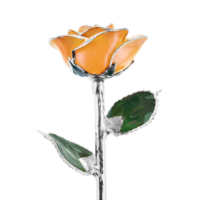 Creamsicle Platinum Rose